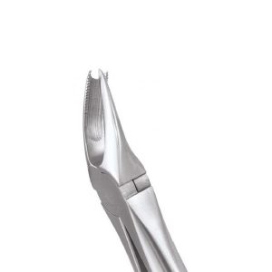 GDC Extraction Forceps Upper Molar Right Premium Cowhorn- FX89P - Dentalstall India