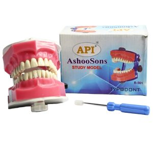 Api Jaw Set And Teeth B-561 - Dentalstall India