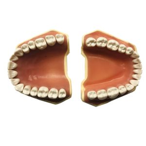 API Jaw Set with Typodonts - Dentalstall India